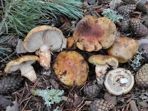 Tricholoma focale (Tricoloma focal) — ficha de estudio