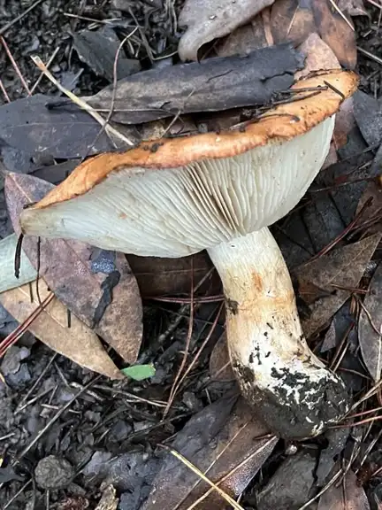 Tricholoma fracticum — ficha de estudio