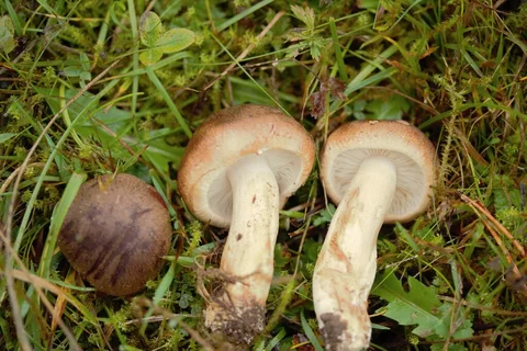 Tricholoma imbricatum — ficha de estudio