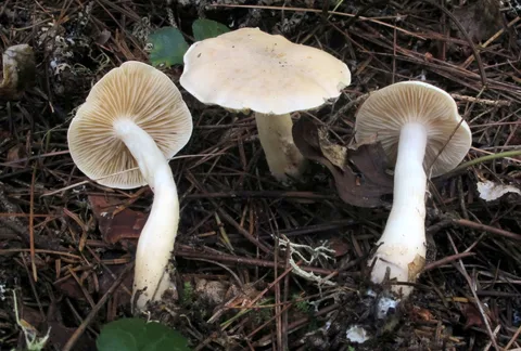 Tricholoma inamoenum — ficha de estudio