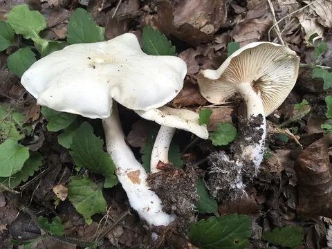 Tricholoma lascivum — ficha de estudio