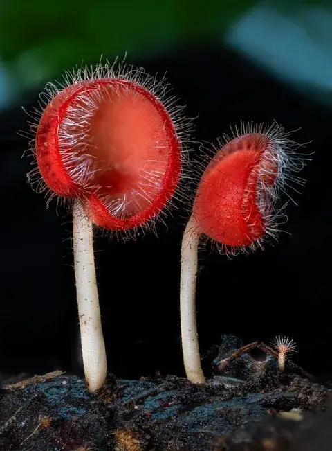 Tricholoma monspessulanum — ficha de estudio