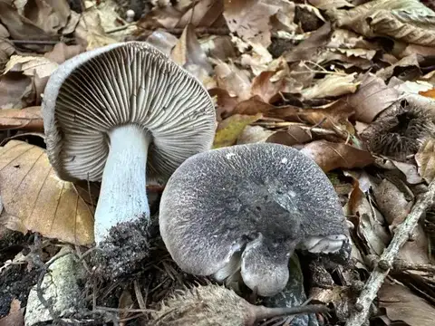 Tricholoma orirubens — ficha de estudio