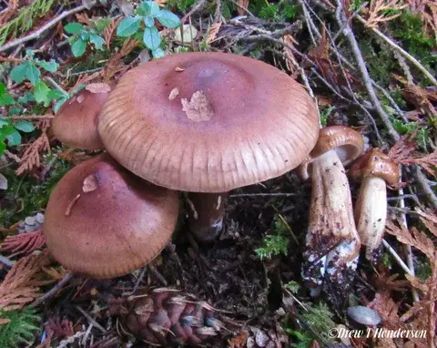 Tricholoma pessundatum — ficha de estudio