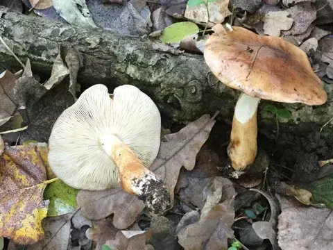 Tricholoma populinum (Tricoloma del chopo) — ficha de estudio
