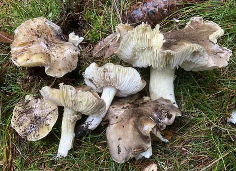 Tricholoma portentosum — foto de estudio (proxy same-origin)