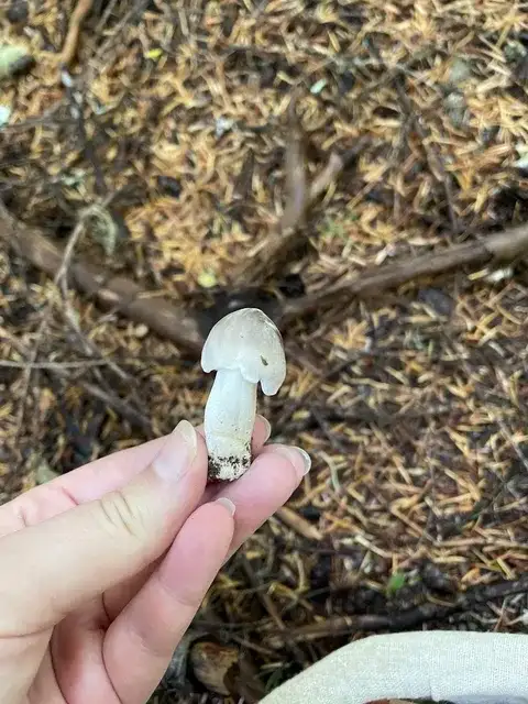 Tricholoma saponaceum (Tricoloma jabonoso) — ficha de estudio