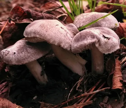 Tricholoma scalpturatum — ficha de estudio