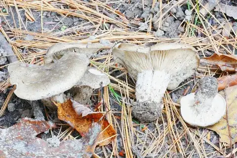 Tricholoma sciodes — ficha de estudio