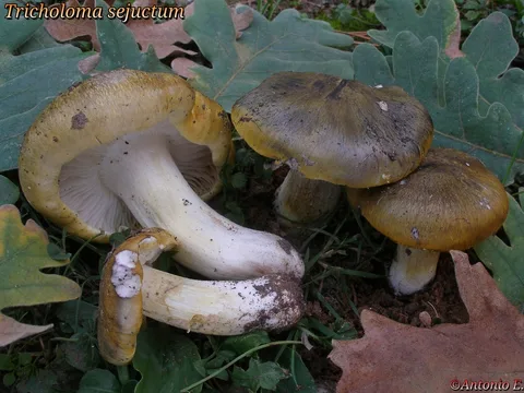 Tricholoma sejunctum (Tricoloma separado) — ficha de estudio
