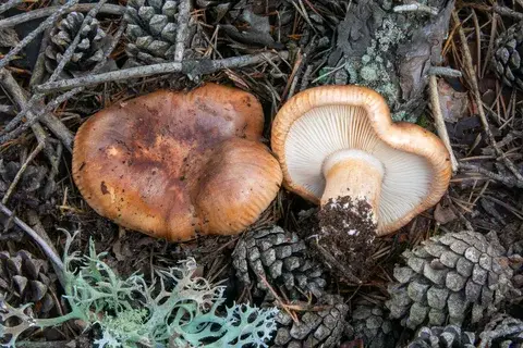 Tricholoma stans — ficha de estudio