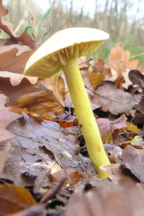 Confundible con Tricholoma sulphureum (Tricoloma azufrado) — foto de estudio comparativa. Solo orientación.
