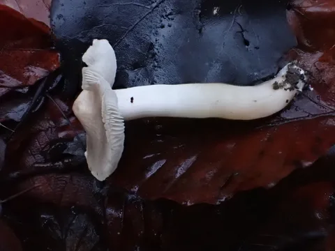 Tricholoma terreum (negrilla) — ficha de estudio