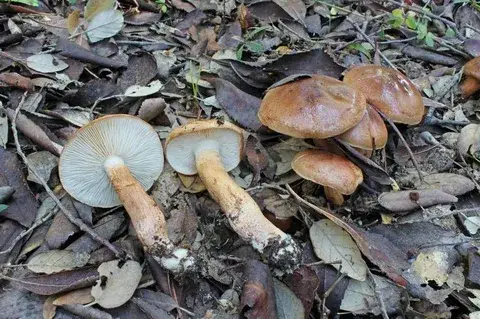Tricholoma ustaloides — ficha de estudio