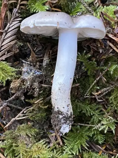 Tricholoma virgatum — ficha de estudio