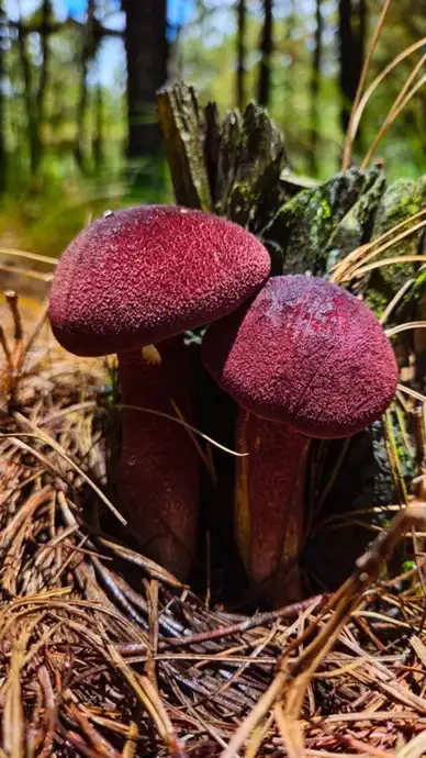 Tricholomopsis rutilans (Tricholomopsis roja) — ficha de estudio