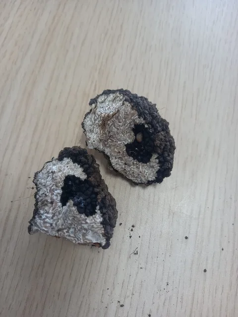 Tuber aestivum (Trufa de verano) — misma familia de estudio. Solo orientación.