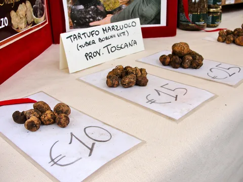 Tuber borchii (Trufa blanquilla) — ficha de estudio
