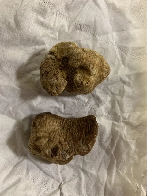 Tuber magnatum (Trufa blanca) — ficha de estudio
