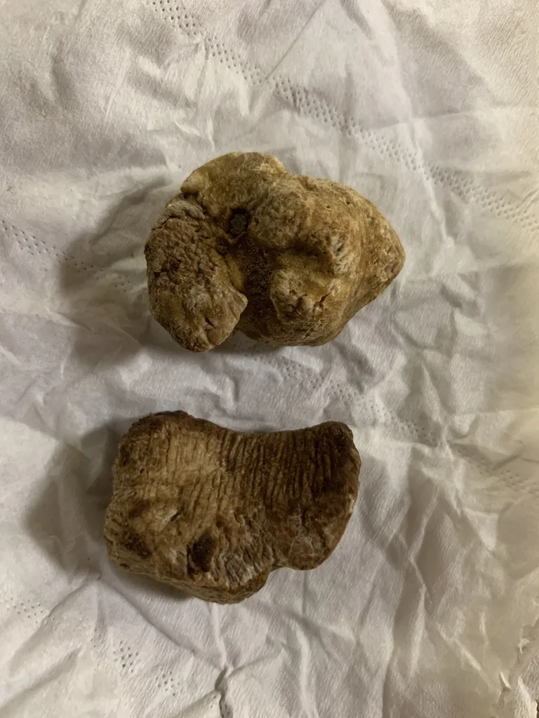 Fotografía de referencia de Tuber magnatum para la guía La seta más cara del mundo: cómo comparar trufas, matsutake y subastas