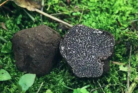 Tuber melanosporum (Trufa negra) — foto de estudio de temporada. Solo orientación.