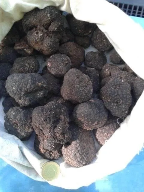 Tuber mesentericum (Trufa mesentérica) — ficha de estudio