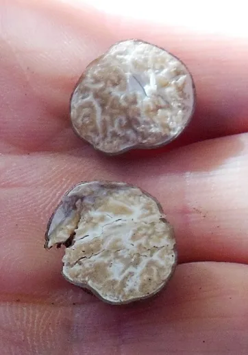 Tuber rufum (Trufa rojiza) — ficha de estudio