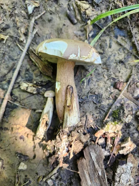 Tylopilus felleus — foto de estudio (proxy same-origin)