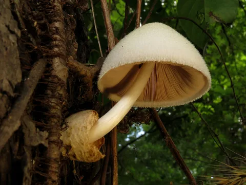 Volvariella bombycina (Volvariella sedosa) — misma familia de estudio. Solo orientación.