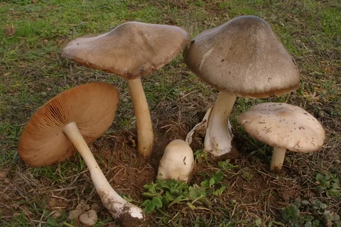 Volvopluteus gloiocephalus (Volvariella viscosa) — misma familia de estudio. Solo orientación.