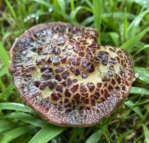 Xerocomellus chrysenteron (Boleto quebradizo) — ficha de estudio