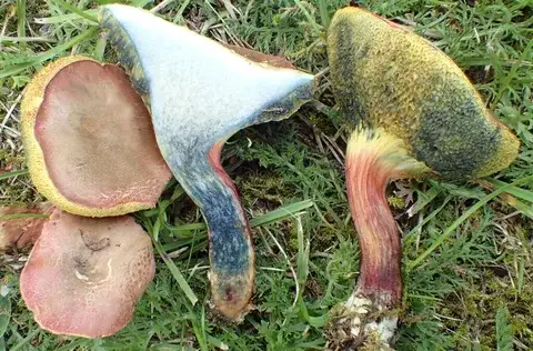 Xerocomellus cisalpinus — ficha de estudio