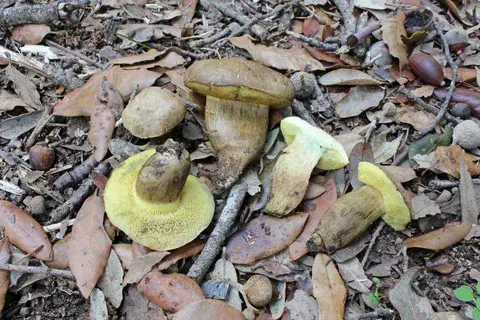 Xerocomellus porosporus — ficha de estudio