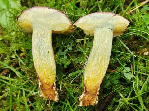 Xerocomellus pruinatus — ficha de estudio