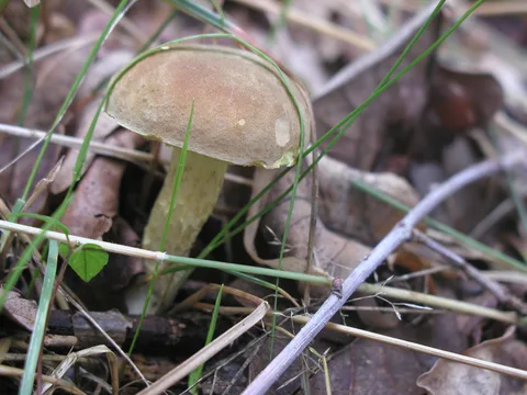 Xerocomus subtomentosus (Boleto aterciopelado) — ficha de estudio